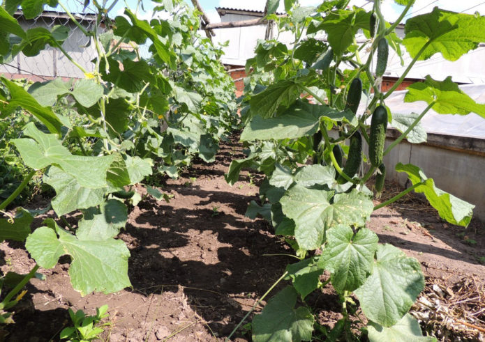 Cucumbers Courage F1 on a trellis