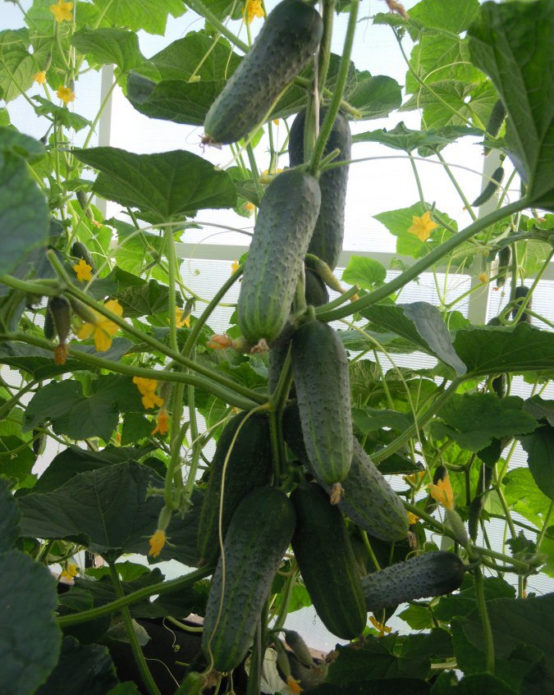 Fruiting cucumbers Courage F1