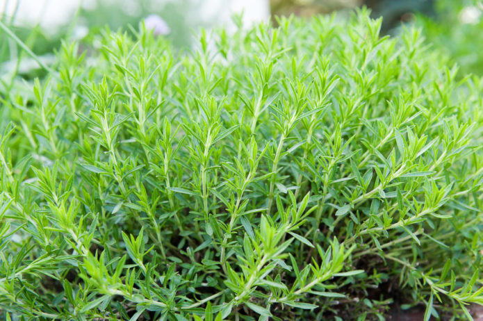 Tarragon bush