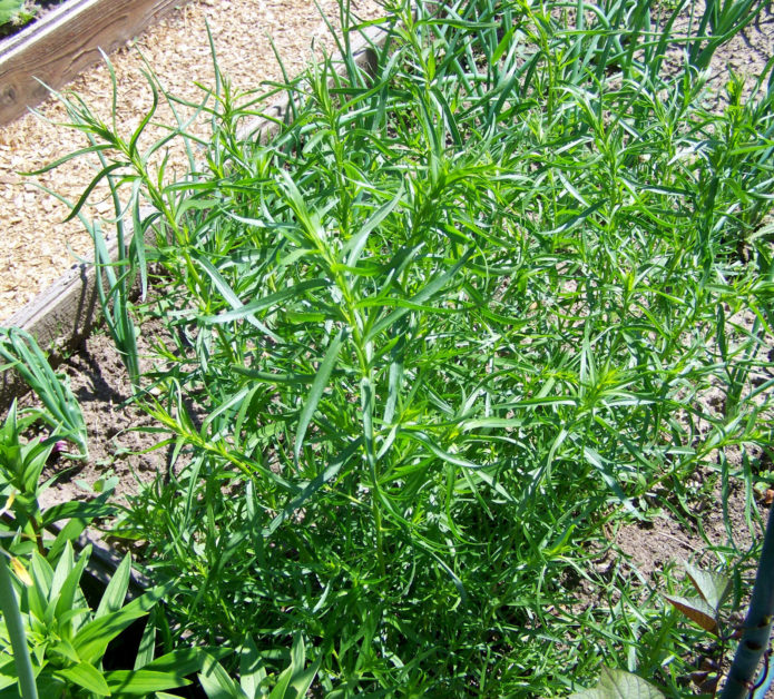 Tarragon in the garden