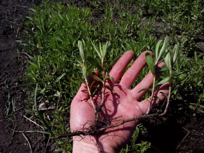 Con cái gốc Tarragon