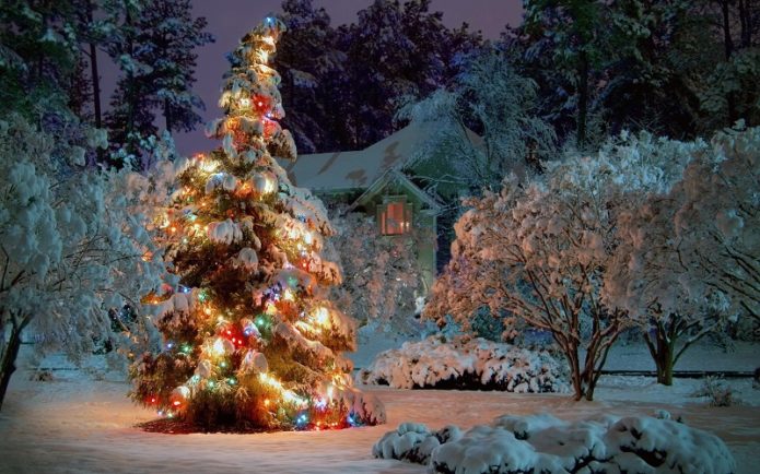 Versierde kerstboom in de wintertuin