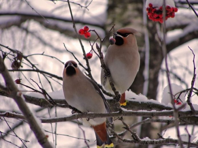 Fåglar på en gren av viburnum