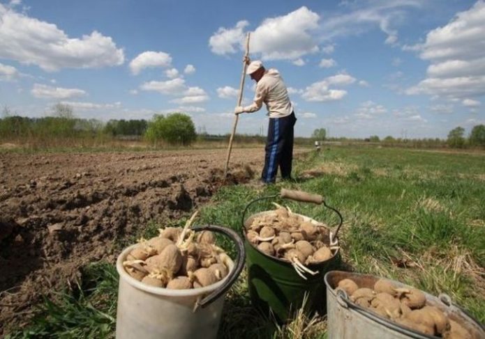 Interdiction de cultiver des pommes de terre Russie