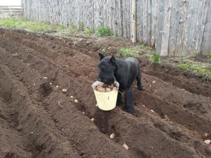 Potato bucket