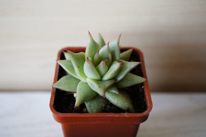 Agawa Echeveria