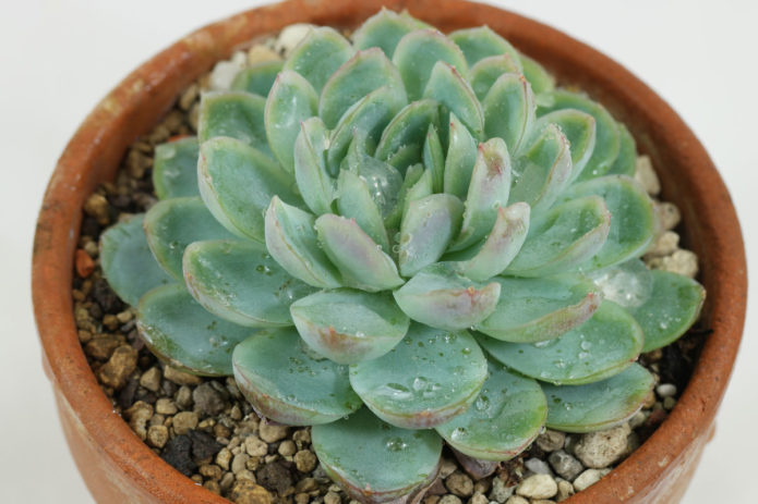 Echeveria wdzięczna