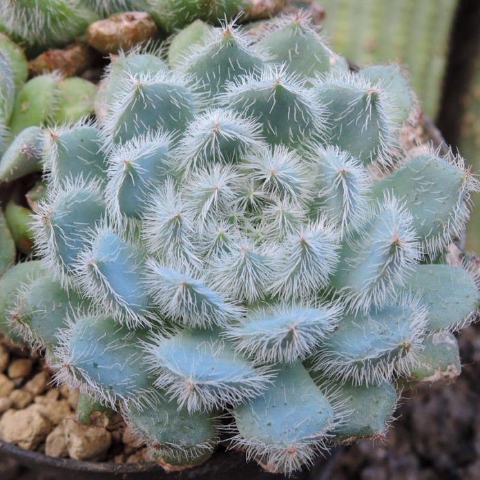 Echeveria eriçada