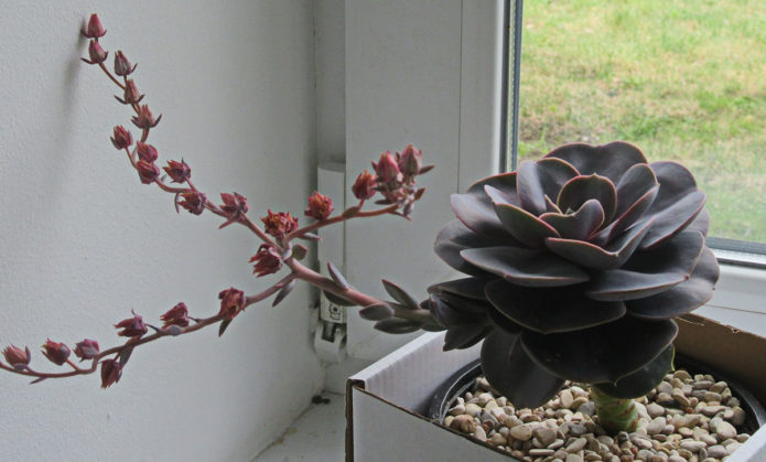 Echeveria pukkelrygg