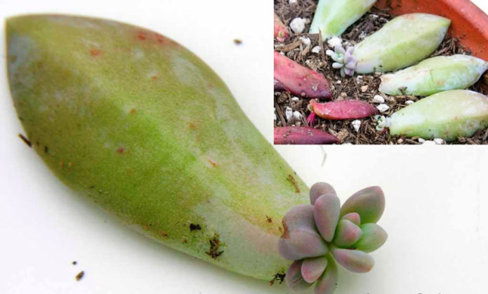 Reprodukce listu echeveria