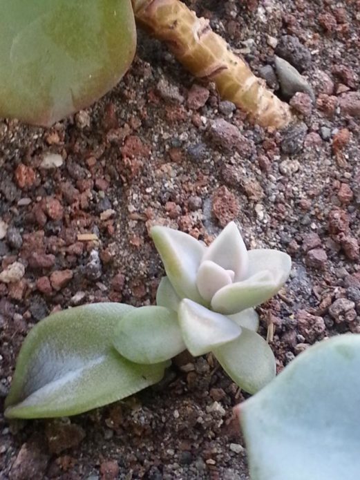 Nuevo brote de echeveria de una hoja enraizada