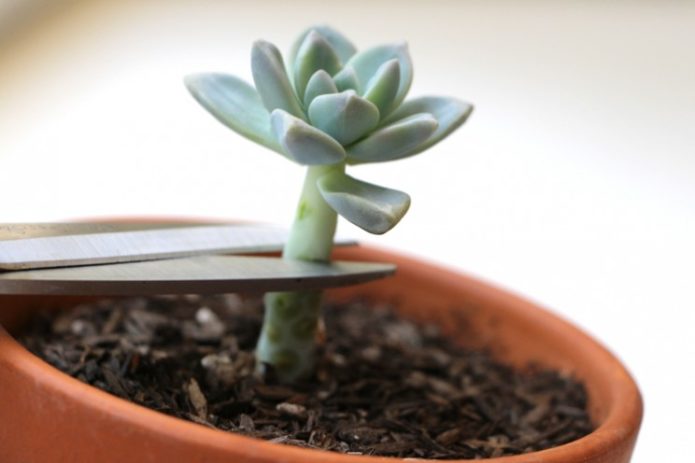 Гнездо Echeveria