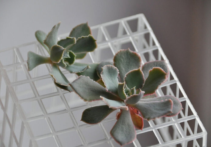 تجفيف منافذ echeveria قبل الزراعة