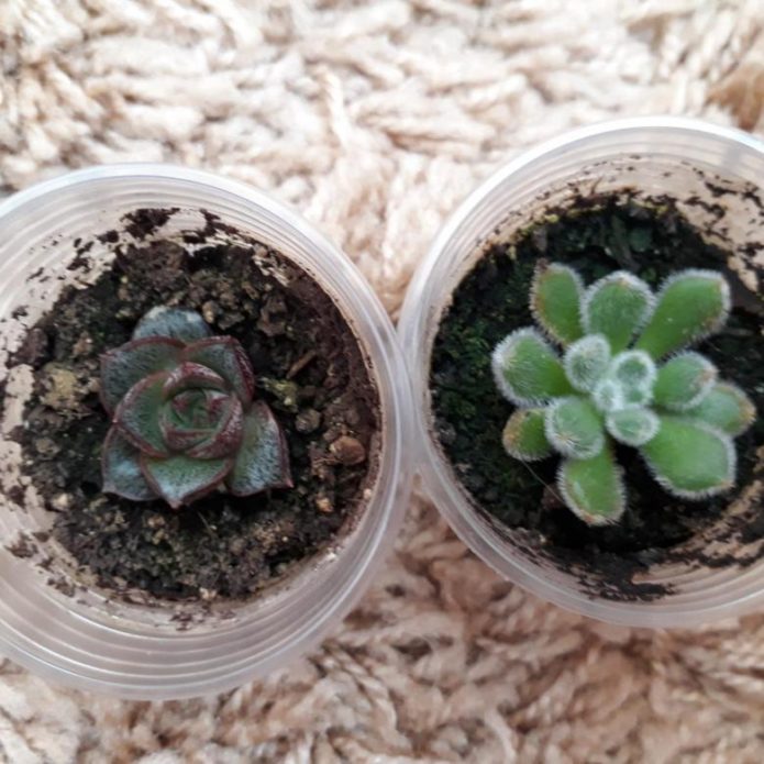 Succulente in vaso