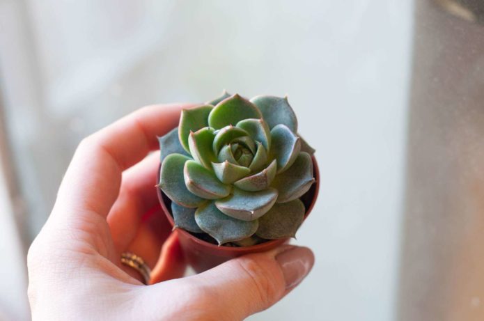 Echeveria младо растение