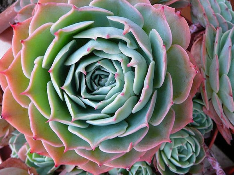 Echeveria: variedades e características do cultivo de uma rosa de pedra em casa