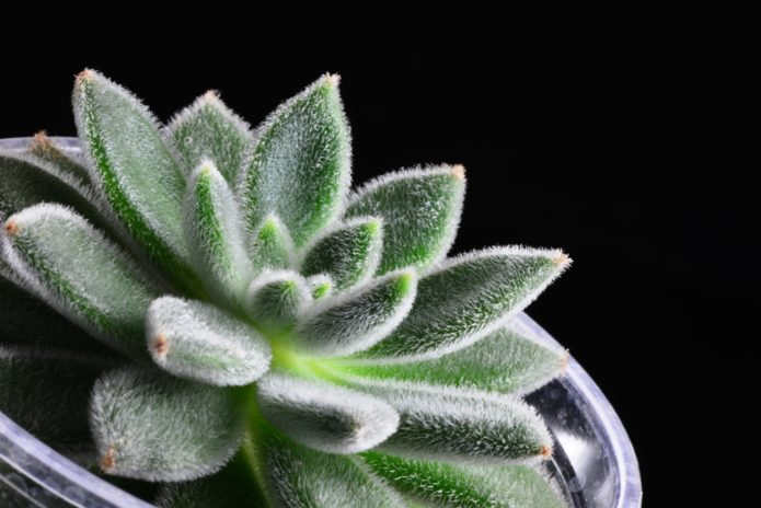 Echeveria de pelo blanco