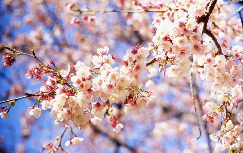 Abril, flores de cerejeira