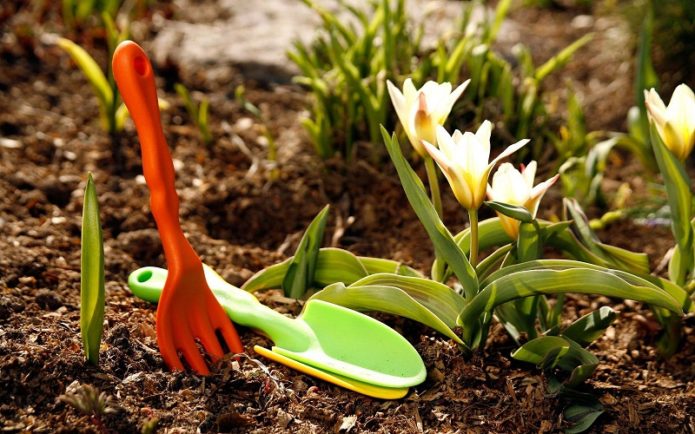 Plantar flores na primavera