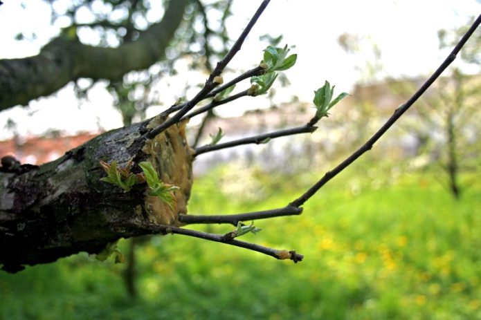 Arborele tăiat a răsărit