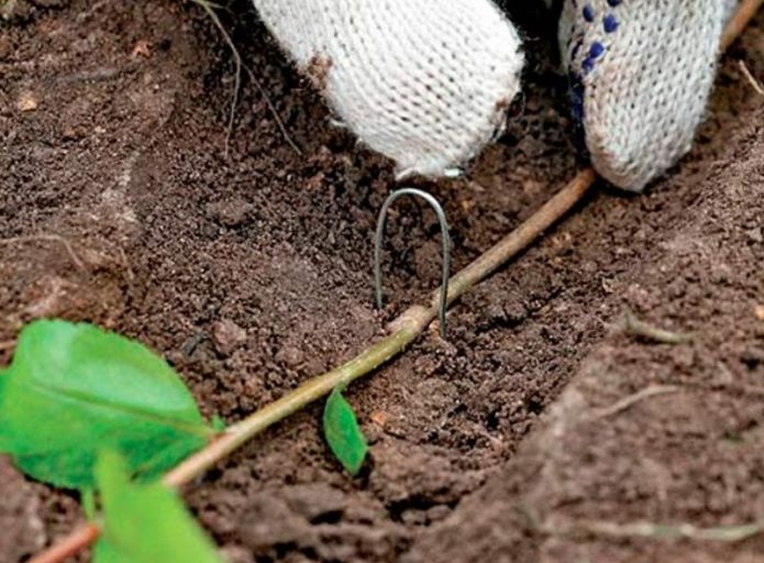 Plantar uma planta em um sulco