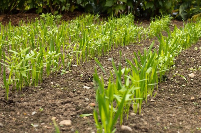 Mudas de plantas cultivadas