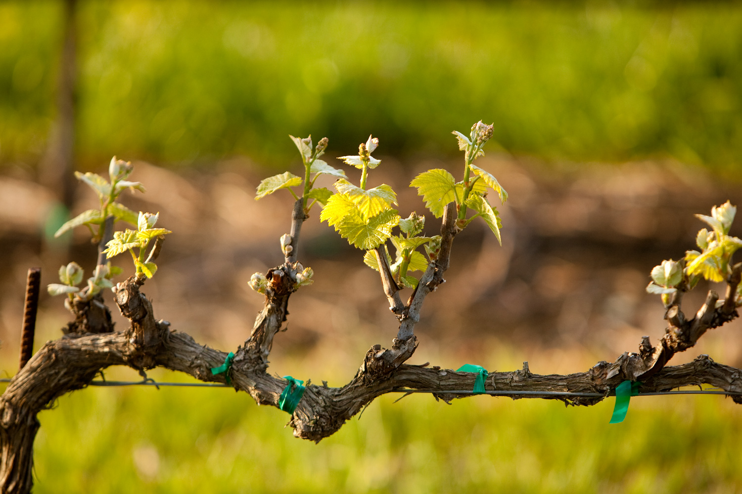 Injerto de uvas para principiantes: consejos para principiantes