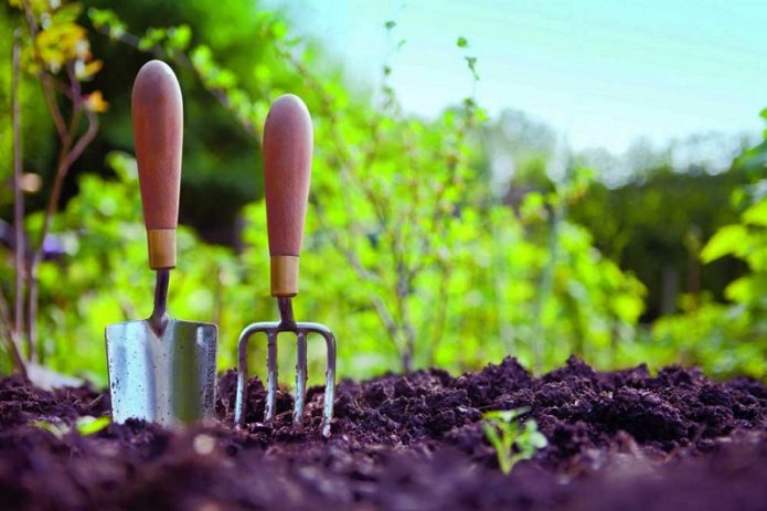 Plantation sur le site au printemps