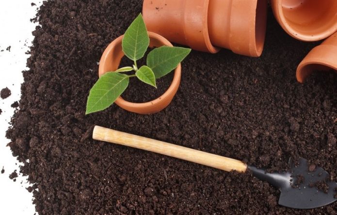 Plantació de plàntules a terra