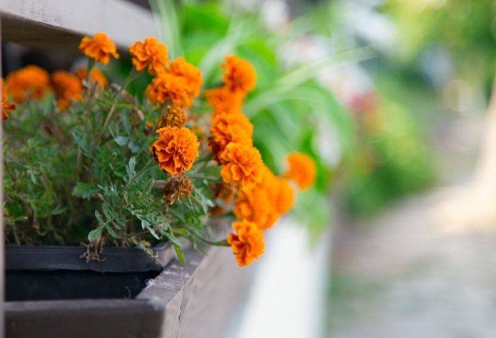 Marigolds i en container