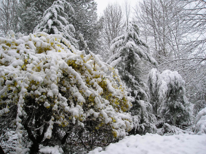 Forsythia et mangé sous la neige