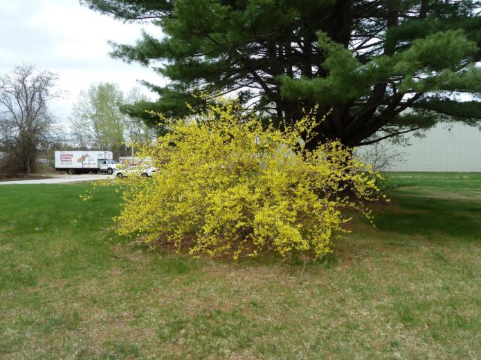 Κρεμαστά forsythia