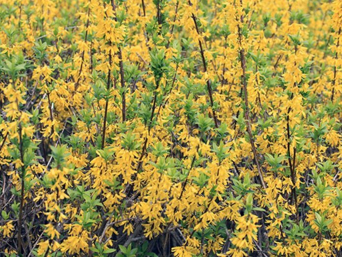 Forsythia vert foncé