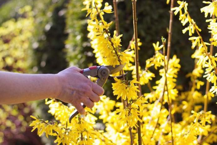 Κλαδεύοντας forsythia στην περιοχή της Μόσχας