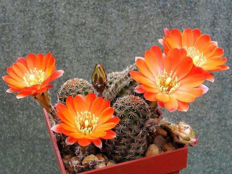 Cactus Rebutia: poradzi sobie nawet początkujący