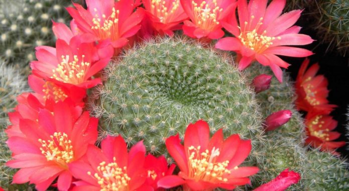 Rebutia มีขนาดเล็ก