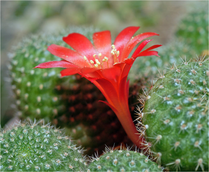 Seniele rebutia