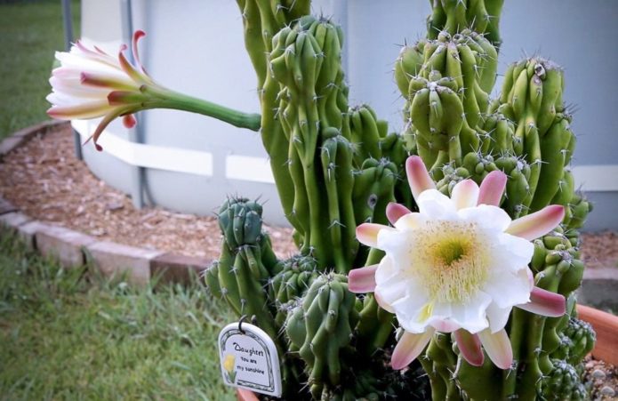 Peruánský Cereus