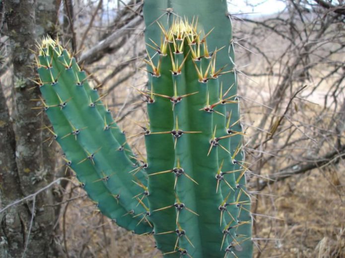 Cereus Validus