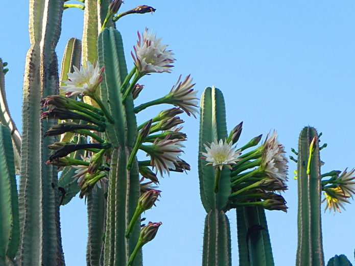 „Cereus Forbes“