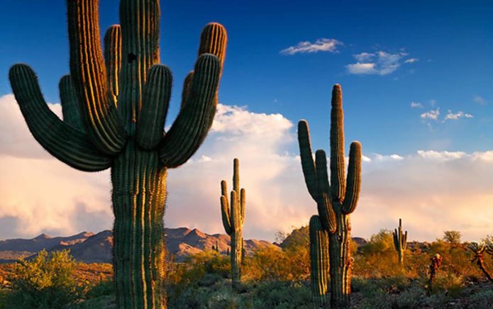 Cereus Californian gigant