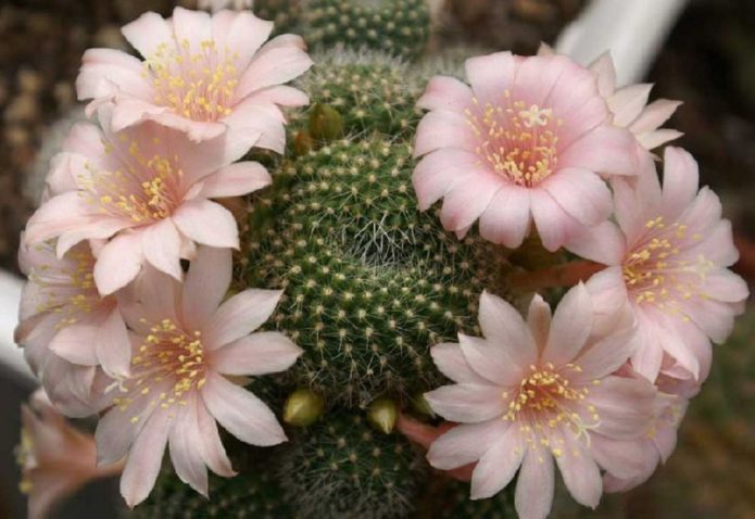 Retribución con flores rosas