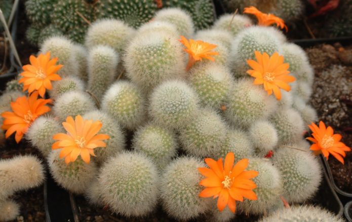 Cacto Rebutia com flores laranja