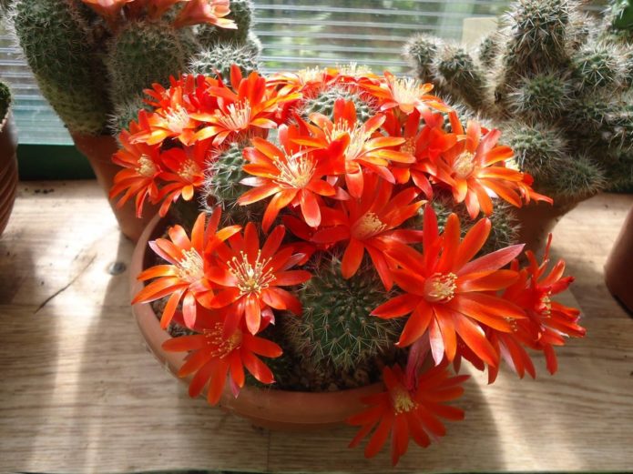 Rebutia