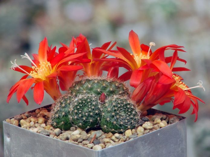 Rebutia de cactus