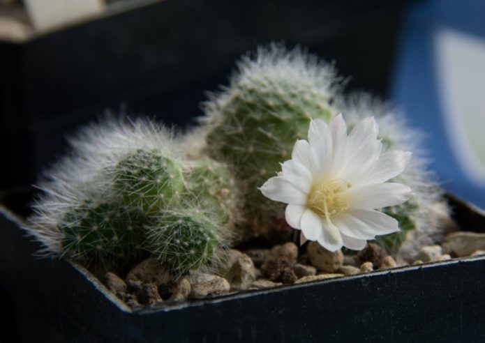 Rebutia con flor blanca