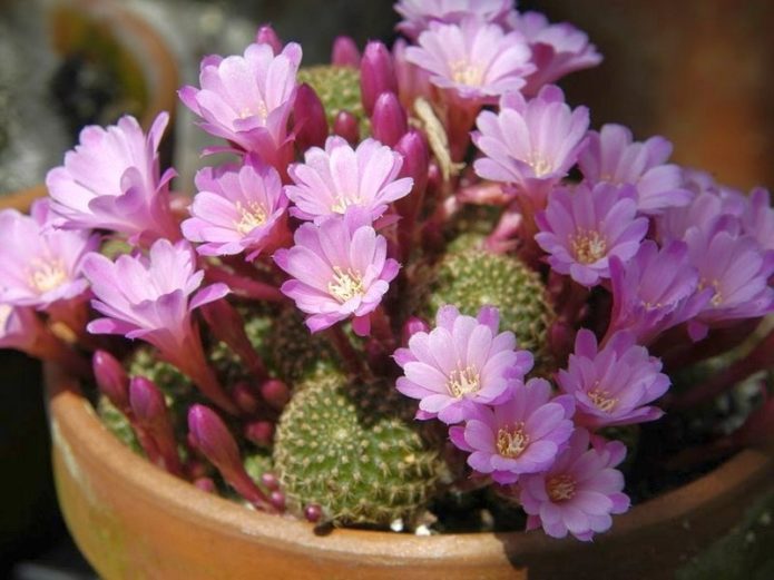 Rebutia with lilac flowers