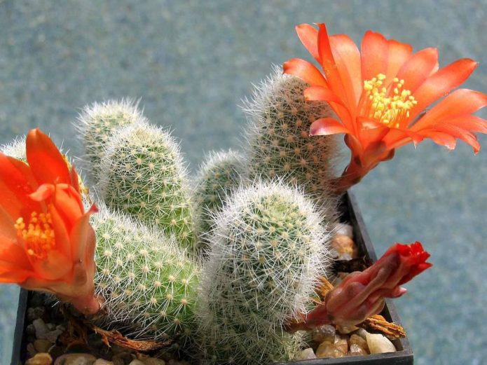 Rebutia s oranžovými kvetmi