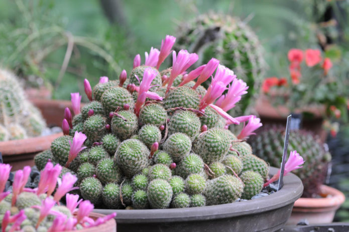 Rebutia-kaktus med rosa blommor