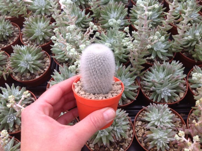 Pequena rebutia